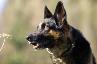 Çayır portresindeki sevimli Alman çoban köpeği.