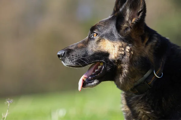 Çayır Portresindeki Alman Çoban Köpeği — Stok fotoğraf