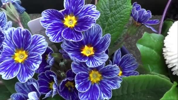 Des Plantes Mixtes Fleurs Jardin Pot — Video