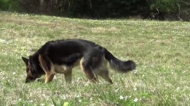 Alman çoban köpeği çimenleri kokluyor. İzleyici Köpek