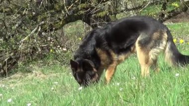 Alman çoban köpeği çimenleri kokluyor. İzleyici Köpek