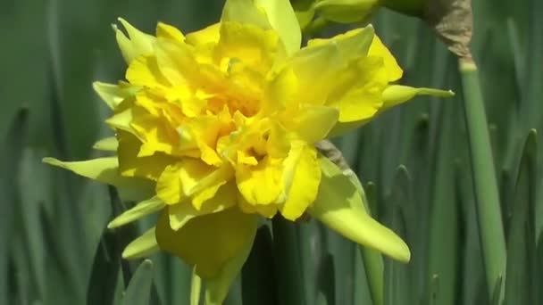 Narcis Pasen Bloemen Achtergrond Bloeien Fel Gele Kleur — Stockvideo