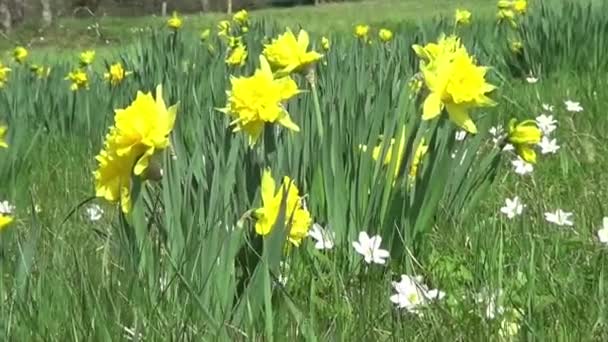 Цветы Пасхальные Нарциссы Цветут Ярко Желтым Цветом — стоковое видео