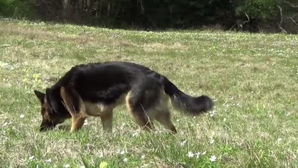 Owczarek Niemiecki Węszy Trawie Pies Tropiciel — Wideo stockowe