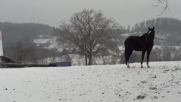Zwarte Paard Winter Alleen Besneeuwde Weide — Stockvideo
