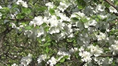 Rüzgarda çiçek açan elma ağacı