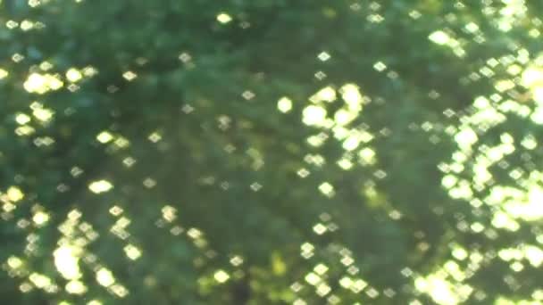 太陽は木の葉を通して輝きます 自然の中で輝く太陽 — ストック動画