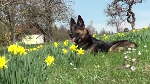 黄色の花の間の牧草地に注目のドイツの羊飼いの犬 — ストック動画