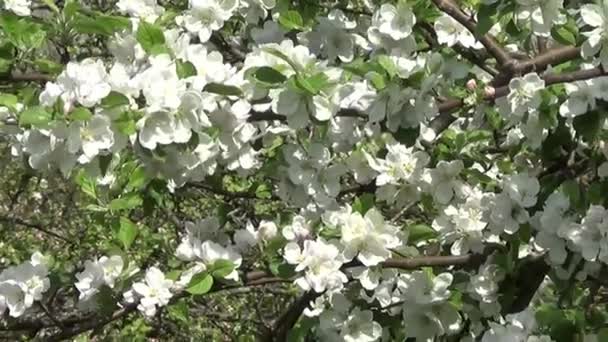 Floração Macieira Vento — Vídeo de Stock