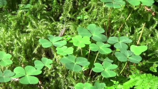 Klaver Bladeren Textuur Groen Plantpatroon — Stockvideo