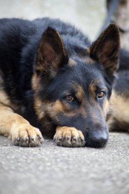 Köpek Alman çoban köpeği korumak yerine yalan söyler ve uyur