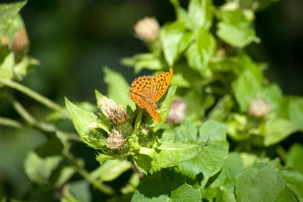 Stříbrem Umytý Fritillary Argynnis Paphia Motýl — Stock fotografie
