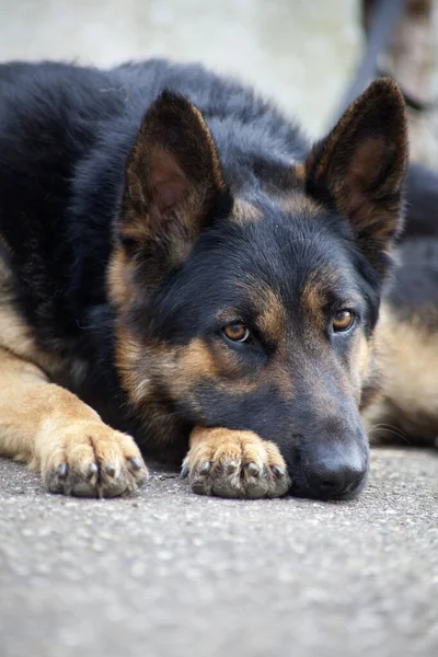 Cane Pastore Tedesco Mentire Dormire Invece Guardia — Foto Stock