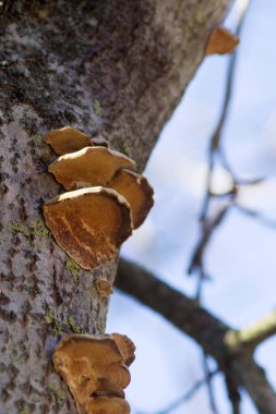 Elma ağacında mantar yetişiyor.