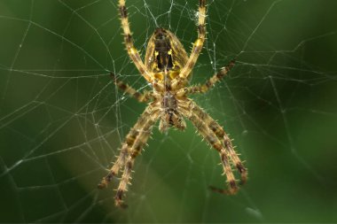 Avrupa bahçe örümceği, diyadem örümcek, Araneus diadematus