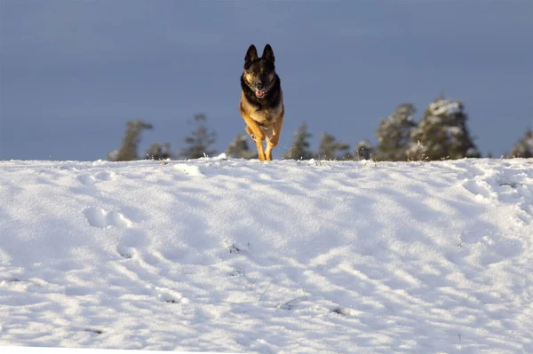 Dog run frontal in snow. Winter activity with german shepherd dogs