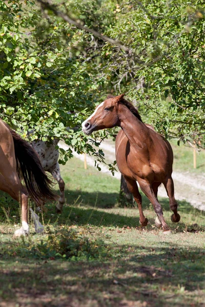 Cavallo Arrabbiato Minaccia Altro Cavallo Lotta — Foto Stock