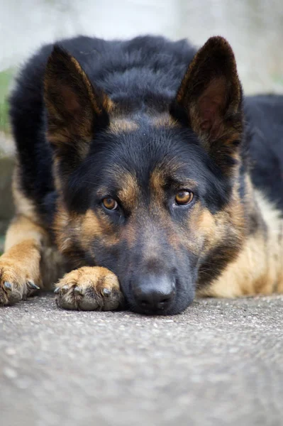 Cane Stanco Dorme Con Testa Sulle Zampe Attenzione Cane Guardia — Foto Stock