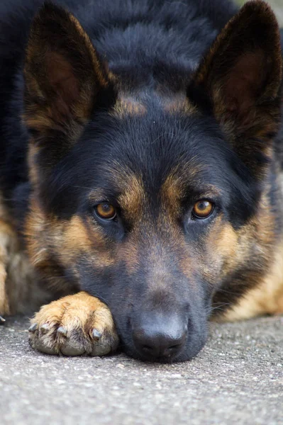 Cane Pastore Tedesco Affronta Attenzione Guardia Cane — Foto Stock