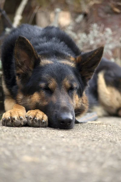 狗累了 睡觉时把头靠在爪子上 小心那条懒惰的警犬 — 图库照片