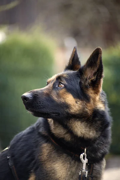 Attente Duitse Herder Hond Gezicht — Stockfoto