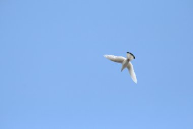 Beyaz güvercinler uçuyor