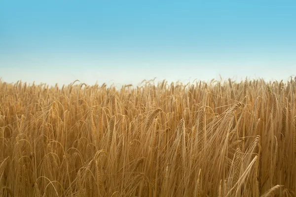 Пшеничное поле с голубым небом — стоковое фото