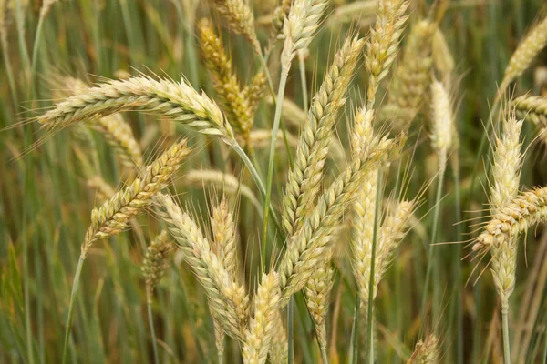 Buğday tarlası — Stok fotoğraf