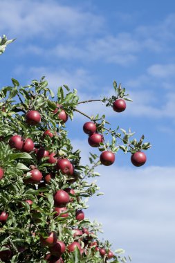 Olgun meyveli elma ağacı