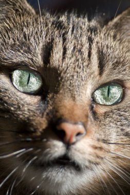 Bright green cat eyes, cats face close up