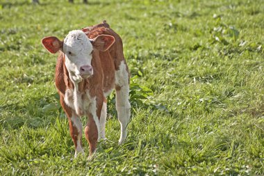 Calf outside on pasture clipart