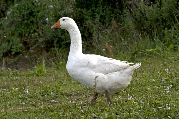 Gans lopen buiten — Stockfoto