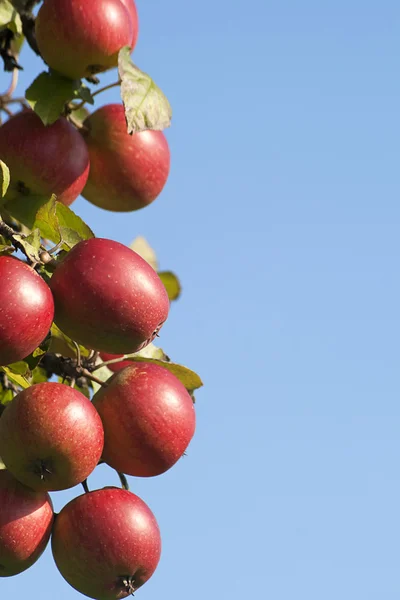 Apple tree with ripe fruits — Stock Photo, Image