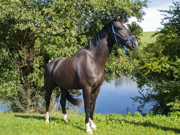 Cheval devant un lac — Photo