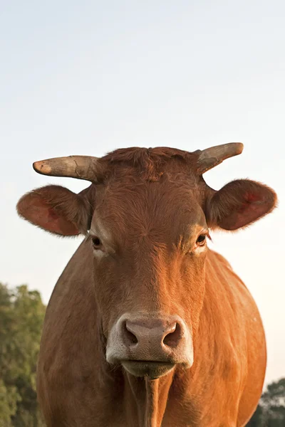 Kuh blickt in Kamera — Stockfoto