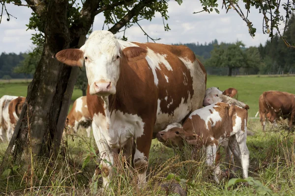 Matka krávu s teletem venku na louce — Stock fotografie