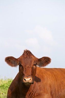 Cow looking at the camera, frontal head portrait stock photo