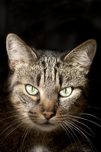 猫在深色背景上的肖像 — 图库照片
