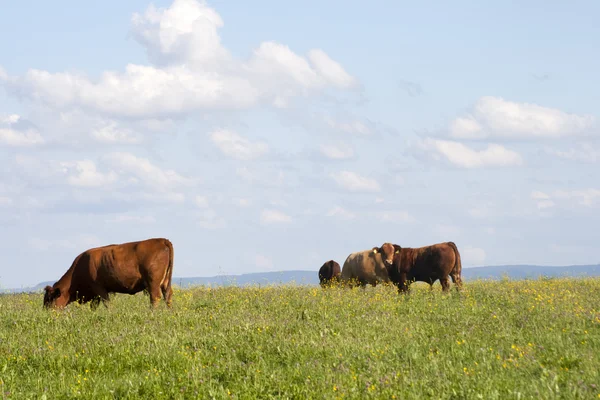 Vacas en el prado afuera —  Fotos de Stock