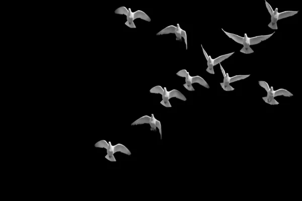 White Pigeons Flying — Stock Photo, Image