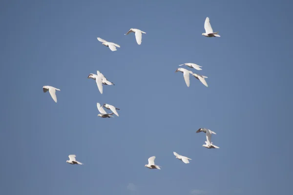 White Pigeons Flying — Stock Photo, Image