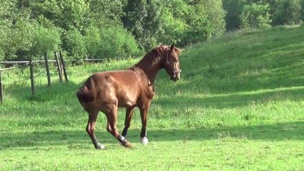 Horse gallops over pasture — Stock Video
