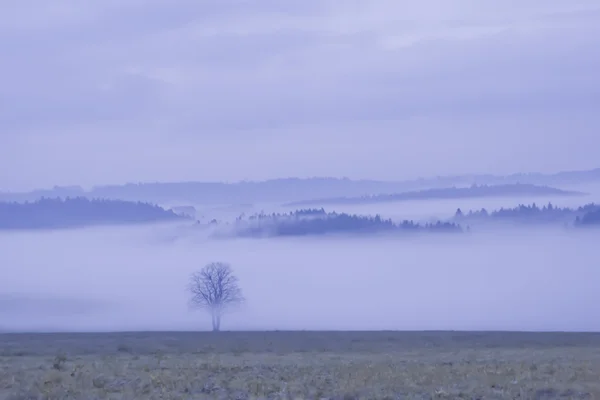 Einsamer Baum im Nebel — Stockfoto