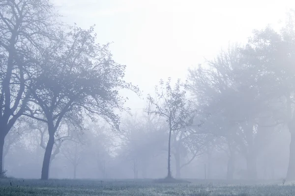 Albero solitario nella nebbia — Foto Stock