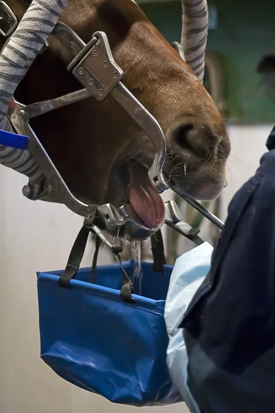 Koń dentysta — Zdjęcie stockowe