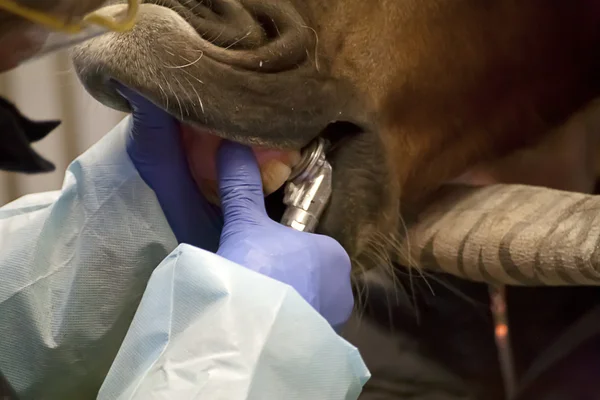 Dentista del cavallo — Foto Stock