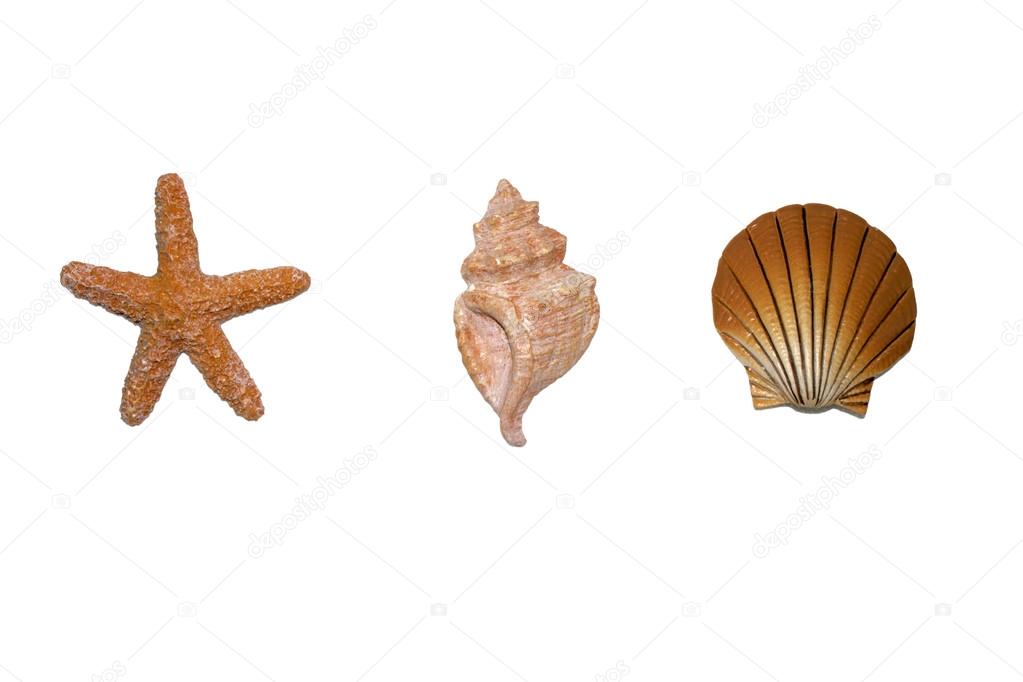 Shells and seastar