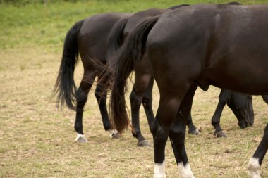 Padok dışında atlar arka