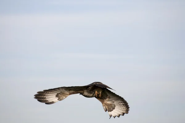 Ormvråk — Stockfoto