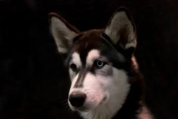 Husky perro en frente de fondo negro —  Fotos de Stock